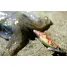 DAIWA EMERALDAS STREAM RATTLE 3.5