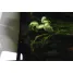 Jackall CLONE FROG-1pc