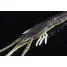 Jackall NEKOSHRIMP - 1pc