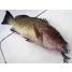 SMITH OCEAN PERFORMER BlachSnapper 2.8inch (pack/8pcs.)