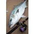 VARIVAS Casting SMP Hiramasa TUNE X8 400m