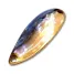 FOREST MIU NATIVE ABALONE 2.8(3.0cm)