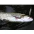 SMITH TROUTIN SURGER SH 6.5g